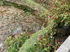 -深圳仙湖植物园