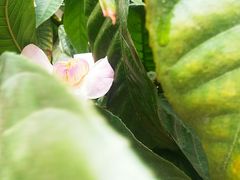 -热带雨林自然公园