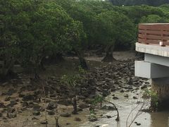 -宝安西湾红树林湿地公园