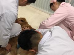 -全心全意连锁动物医院(加州店)