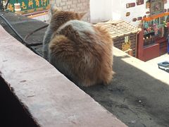 景观位-玛吉阿米·餐吧