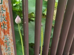 -陈家山荷花公园