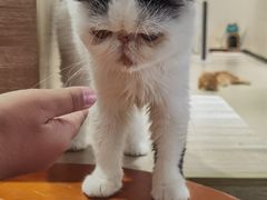 -藏猫猫咖啡主题馆(中央大道店)