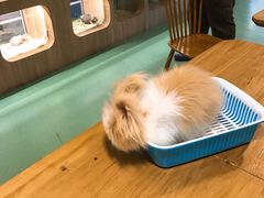 -藦茜花园宠物主题亲子互动体验馆(国顺东路店)