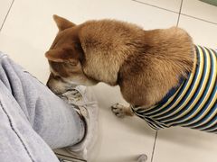 -怪兽屋·羊驼·猫咖·狗咖(俊华广场店)