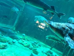 -华夏文旅海洋公园