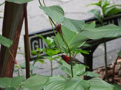 -植物园哈利亚餐厅