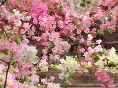 -深圳国际园林花卉博览园