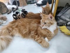 -糯米喵星人·撸猫猫舍咖啡馆(西市场嘉华店)