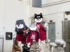-星多哈·狗咖·拼豆·咖啡