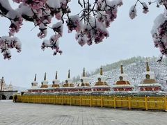 -塔尔寺-菩提树