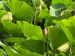 -长春市南湖公园