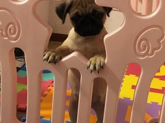 -翊宠yipet猫狗购宠庄园犬舍•猫舍