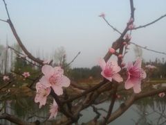 -秀丽东方