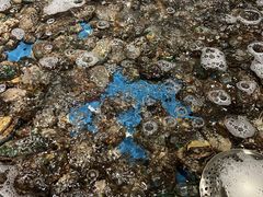鲍鱼-钱库里海鲜自助(星海广场店)
