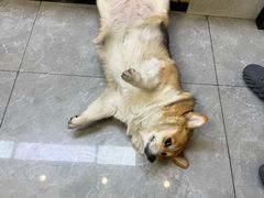 -半岛宠物医院24小时(西派城店)