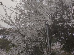 -南山植物园