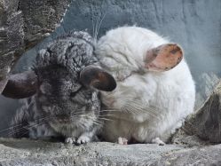 -Zoolung Zoolung动物主题公园(海信广场店)