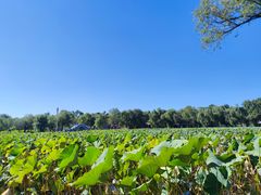 -长春市南湖公园