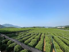 -龙坞茶村