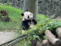 -都江堰中华大熊猫苑