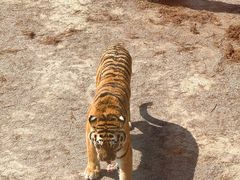 -上海野生动物园老虎餐厅