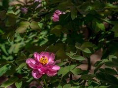 -洛阳市隋唐城遗址植物园