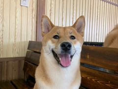 -柴源莊·柴小宠柴犬咖啡