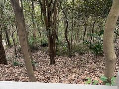 -上海佘山国家森林公园西佘山园