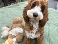 -帕帕拉兹宠物(亚洲旗舰店)