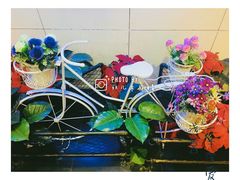 -陈三娃泡姜鸡(太白北路店)