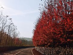 -南京枫彩漫城