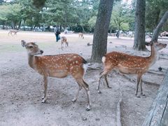 -奈良公园