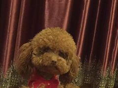 -天宠宠物医院24小时·急重症诊疗中心·全科·腔镜特色(和平分院)