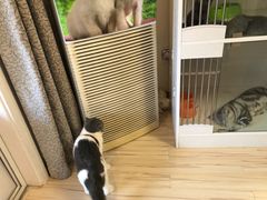 -喵zoo家庭繁育猫舍(尖东智能花园店)