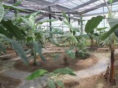 -呀路古热带植物园
