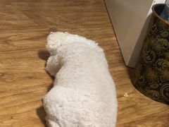 -天宠宠物医院24小时·急重症诊疗中心·全科·腔镜特色(和平分院)