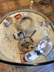 -卡通尼·Safari非洲探索乐园·生日会(金桥国际商业广场店)