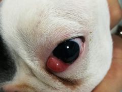 -菲尔斯特宠物医院