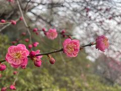 -杭州植物园