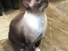 -猫咪博物馆(顶澳仔猫街店)