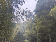 -龙井村
