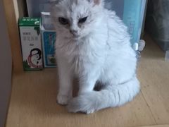 -萌兽医馆·犬猫专科·眼科中心·宠物医院(朝阳门分院)