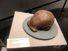 -北京周口店北京人遗址博物馆