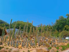 -深圳仙湖植物园