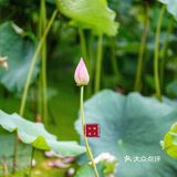 夏之荷，又怎能错过？