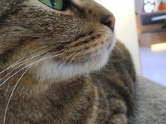 -喵园·猫主题咖啡厅·撸猫·猫咖(国贸店)