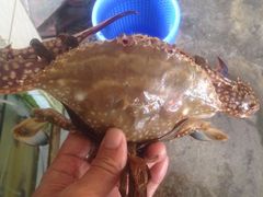 大白蟹，爆膏-浪琴湾尾角仔海鲜坊