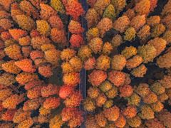 -黄海国家森林公园