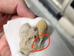 -半岛宠物医院24小时(科华中路店)